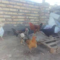 جوجه مرغ و خروس