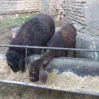 بره ماده بزغاله ماده