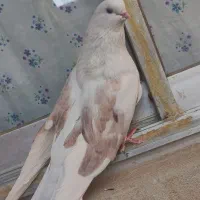 کبوتر دوکت. .پشت دار. نر جیرفتی|پرنده|کبودرآهنگ, |دیوار