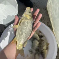 بچه کپور کف دست