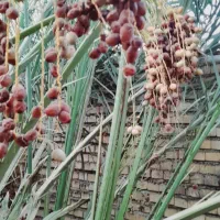 نهال نخل برحی اصل