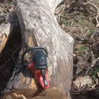 خرید چوب باغی. تخته. هرسکاری. سقفی|خدمات باغبانی و درختکاری|شیراز, گویم|دیوار