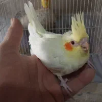 یه جفت عروس هلندی زعفرانی به شرط جوجه|پرنده|سبزوار, باهنر|دیوار