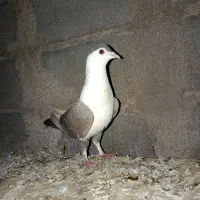 یک کبوتر ماده