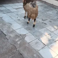 بر نر فروشی