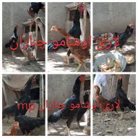 تخم مرغ نطفه دار لاری اوشامو افغان|حیوانات مزرعه|چناران, |دیوار