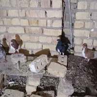 کفتر|پرنده|شیراز, کفترک|دیوار