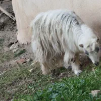 چپش بز