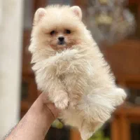 سگ فنجونی تیکاپ سایز و گربه|سگ|تهران, شهرک غرب|دیوار