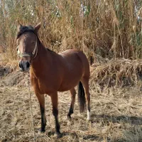 اسب ترکمن|اسب و تجهیزات اسب‌سواری|مانه, |دیوار