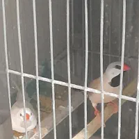 فنج گلوبرید.کینگ انگلیسی.نرگسی.کرواتی