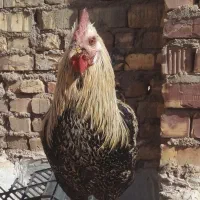 جوجه خروس درشت