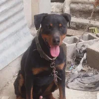 سگ روتوایلر