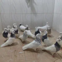 15عدد کبوتر طوقی