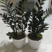 زاموفیلیا سوپربلک/زامیفولیا سبز