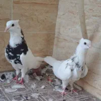 جفت طوقی نره وماده