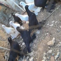 کبوترلوتی‌وسیاه‌پاپر|پرنده|اهر, |دیوار