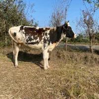 لیشه گاو شکم داردورگ سمینتال با گوساله اصیل|حیوانات مزرعه|گوراب زرمیخ, |دیوار