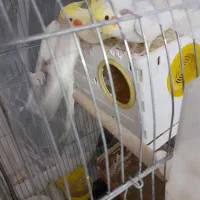 عروس هلندی لوتینو با جوجه|پرنده|تهران, بوستان بعثت (باغ آذری)|دیوار