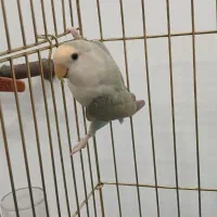 طوطی برزیلی ماده