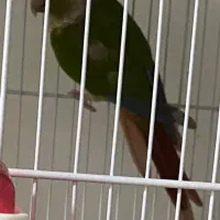 گرینچیک ماده کار داده