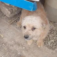 حیون|سگ|نظرآباد, احمد آباد|دیوار