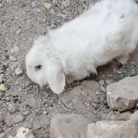 خرگوش لوپ|موش و خرگوش|زابل, |دیوار