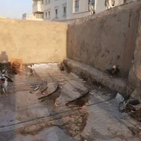 کفتر نقشی|پرنده|اصفهان, مهدی آباد|دیوار