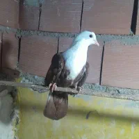 کبوتر رنگی جوجه جوانه(میدانی)