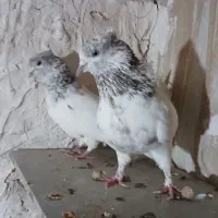 کلدار عروسک