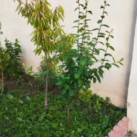 نهال|خدمات باغبانی و درختکاری|نمین, |دیوار