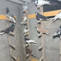 دسته کفتر شهری پرشی