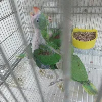 شاه طوطی سرلاکی ملنگو سرلاکی شاه تخم