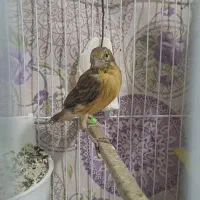 قناری جفت جیور وفر با جوجه هاشون|پرنده|مشهد, خواجه ربیع|دیوار