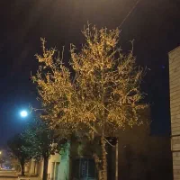 فروش پژو داخل شهری زرد|خودرو سواری و وانت|میامی, |دیوار