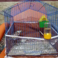 فنچ زبرا و سفید