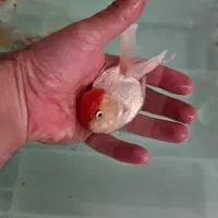 ماهی گلدفیش  بزرگ ۴ تا و ماهی کت چوبی ۱ دونه ۲۰|ماهی|تهران, حکیمیه|دیوار