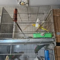 ملنگو زرد ماده کار داده