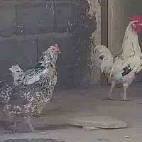 مرغ و خروس گلین