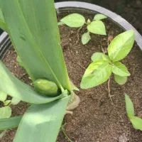 گل نرگس عطری پر ریشه پیاز قوی و درشت گل دار