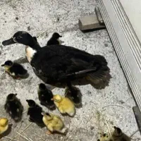فروش جوجه اردک سرحال به شرط