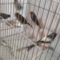 قناری نر شلاقی و مست (خوشرنگ)|پرنده|اصفهان, قلعه طبره|دیوار