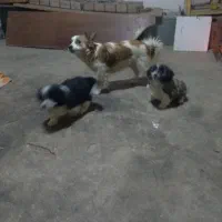 سگ پا کوتاه