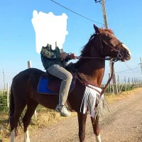 اسب مادیان