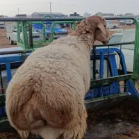 بره قوچ چینی|حیوانات مزرعه|کوهدشت, |دیوار