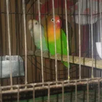 سهره ا ه و ا ز ی