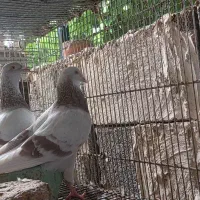 جفت کبوتر پیازی نامبروان