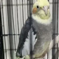 فروش یه عدد عروس هلندی ماده گل باقالی مست|پرنده|مشکین‌دشت, |دیوار