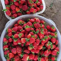 دلند..نهال توت فرنگی سابرینا|خدمات باغبانی و درختکاری|دلند, |دیوار