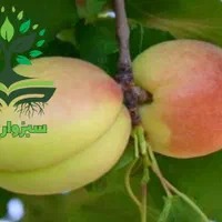 نهال زردآلو شاهرودی گلدانی (سبزوار نهال)|گل و گیاه طبیعی|سبزوار, کهنه آب|دیوار